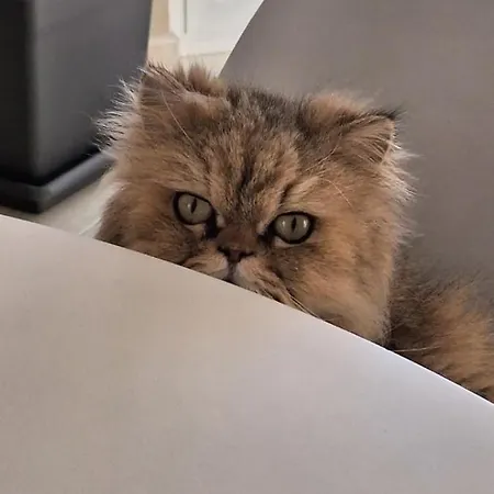 La Stanza Del Buonriposo 3* 팔레르모