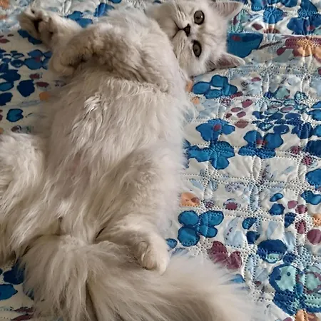 게스트하우스 La Stanza Del Buonriposo